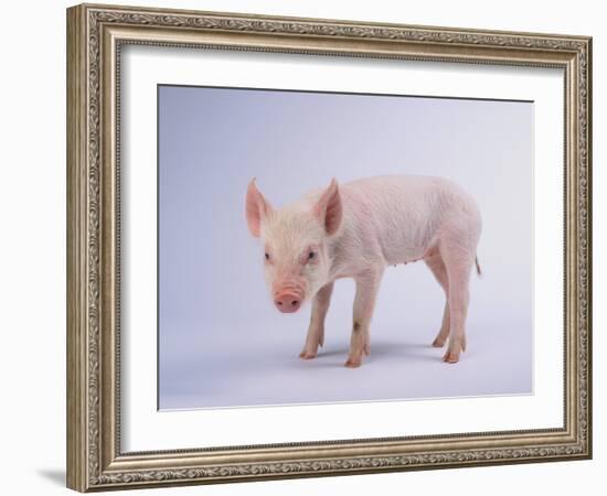 Yorkshire Pig-DLILLC-Framed Photographic Print