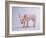 Yorkshire Pig-DLILLC-Framed Photographic Print