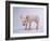 Yorkshire Pig-DLILLC-Framed Photographic Print