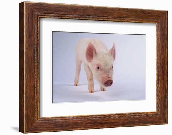 Yorkshire Pig-DLILLC-Framed Photographic Print