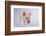 Yorkshire Pig-DLILLC-Framed Photographic Print