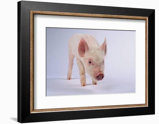 Yorkshire Pig-DLILLC-Framed Photographic Print