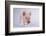 Yorkshire Pig-DLILLC-Framed Photographic Print