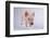 Yorkshire Pig-DLILLC-Framed Photographic Print