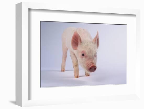 Yorkshire Pig-DLILLC-Framed Photographic Print