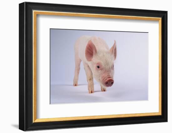 Yorkshire Pig-DLILLC-Framed Photographic Print