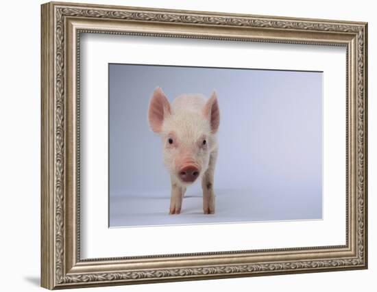 Yorkshire Pig-DLILLC-Framed Photographic Print