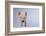 Yorkshire Pig-DLILLC-Framed Photographic Print