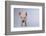 Yorkshire Pig-DLILLC-Framed Photographic Print