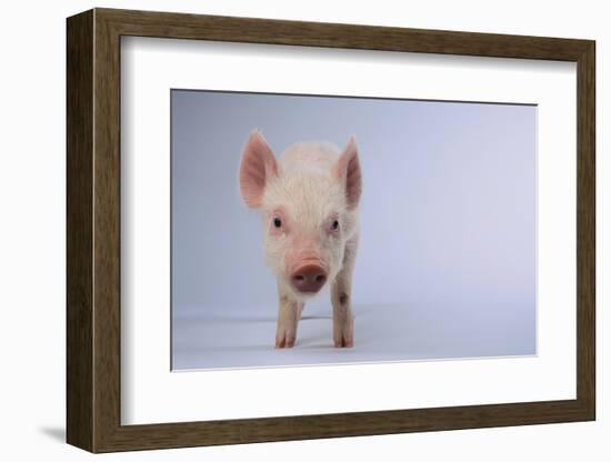 Yorkshire Pig-DLILLC-Framed Photographic Print