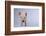 Yorkshire Pig-DLILLC-Framed Photographic Print