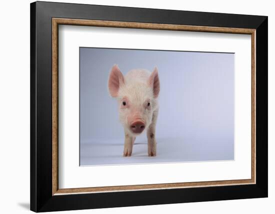 Yorkshire Pig-DLILLC-Framed Photographic Print