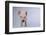 Yorkshire Pig-DLILLC-Framed Photographic Print