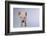 Yorkshire Pig-DLILLC-Framed Photographic Print