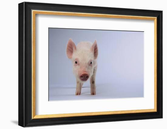 Yorkshire Pig-DLILLC-Framed Photographic Print