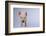 Yorkshire Pig-DLILLC-Framed Photographic Print