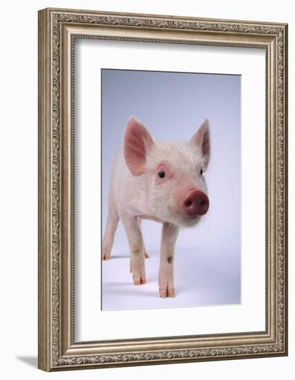 Yorkshire Piglet-DLILLC-Framed Photographic Print