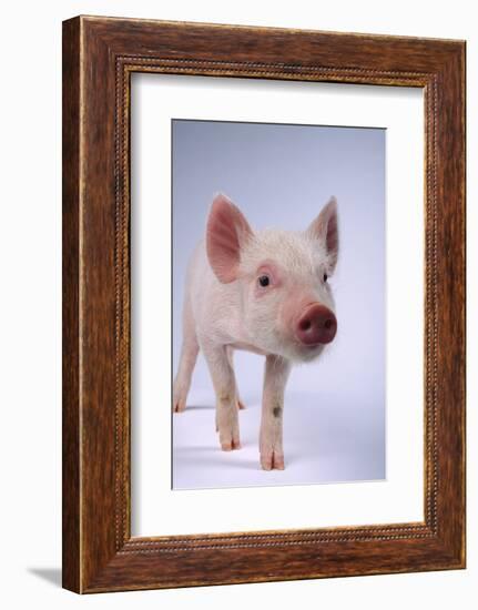 Yorkshire Piglet-DLILLC-Framed Photographic Print