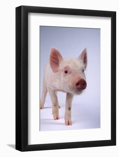 Yorkshire Piglet-DLILLC-Framed Photographic Print