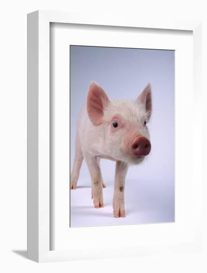 Yorkshire Piglet-DLILLC-Framed Photographic Print