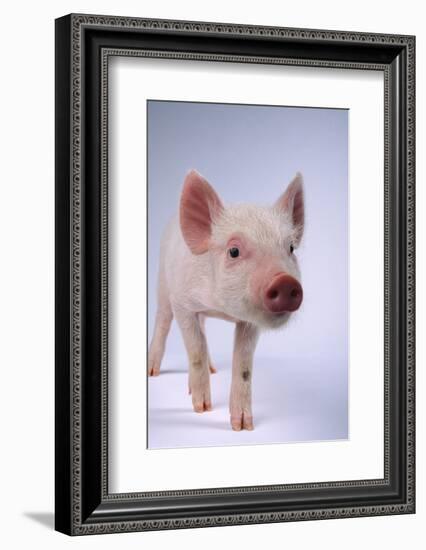 Yorkshire Piglet-DLILLC-Framed Photographic Print