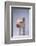 Yorkshire Piglet-DLILLC-Framed Photographic Print