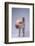 Yorkshire Piglet-DLILLC-Framed Photographic Print