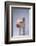 Yorkshire Piglet-DLILLC-Framed Photographic Print