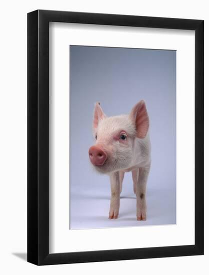 Yorkshire Piglet-DLILLC-Framed Photographic Print