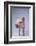 Yorkshire Piglet-DLILLC-Framed Photographic Print