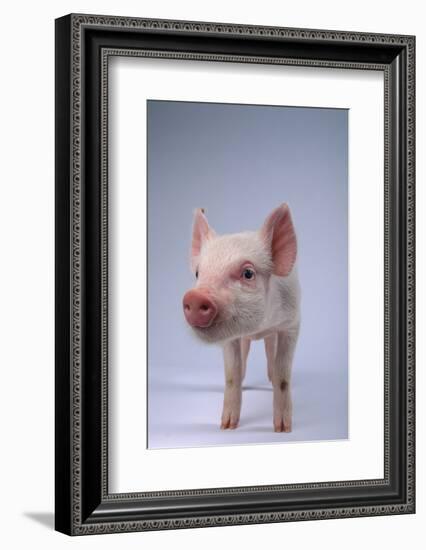 Yorkshire Piglet-DLILLC-Framed Photographic Print