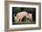 Yorkshire Pigs on Grass-DLILLC-Framed Photographic Print