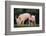 Yorkshire Pigs on Grass-DLILLC-Framed Photographic Print