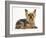 Yorkshire Terrier Against a White Background-Mark Taylor-Framed Photographic Print