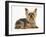 Yorkshire Terrier Against a White Background-Mark Taylor-Framed Photographic Print