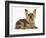 Yorkshire Terrier Against a White Background-Mark Taylor-Framed Photographic Print