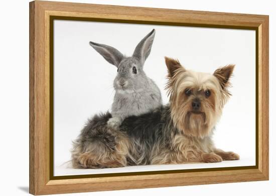 Yorkshire Terrier and Young Silver Rabbit-Mark Taylor-Framed Premier Image Canvas