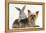 Yorkshire Terrier and Young Silver Rabbit-Mark Taylor-Framed Premier Image Canvas