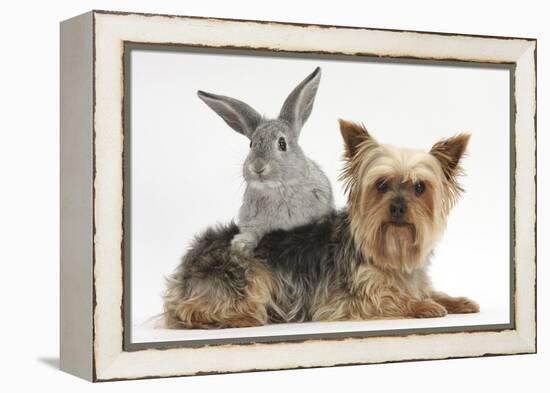 Yorkshire Terrier and Young Silver Rabbit-Mark Taylor-Framed Premier Image Canvas