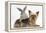 Yorkshire Terrier and Young Silver Rabbit-Mark Taylor-Framed Premier Image Canvas