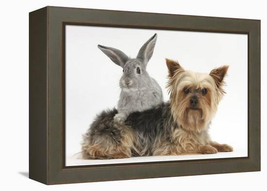 Yorkshire Terrier and Young Silver Rabbit-Mark Taylor-Framed Premier Image Canvas