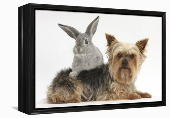 Yorkshire Terrier and Young Silver Rabbit-Mark Taylor-Framed Premier Image Canvas