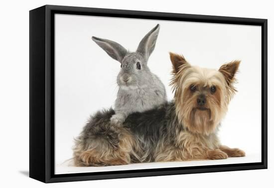 Yorkshire Terrier and Young Silver Rabbit-Mark Taylor-Framed Premier Image Canvas