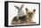 Yorkshire Terrier and Young Silver Rabbit-Mark Taylor-Framed Premier Image Canvas