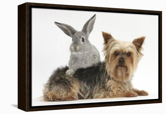 Yorkshire Terrier and Young Silver Rabbit-Mark Taylor-Framed Premier Image Canvas