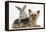 Yorkshire Terrier and Young Silver Rabbit-Mark Taylor-Framed Premier Image Canvas