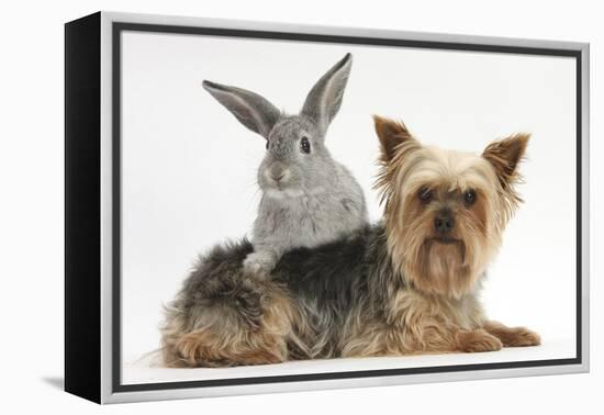 Yorkshire Terrier and Young Silver Rabbit-Mark Taylor-Framed Premier Image Canvas