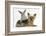 Yorkshire Terrier and Young Silver Rabbit-Mark Taylor-Framed Photographic Print