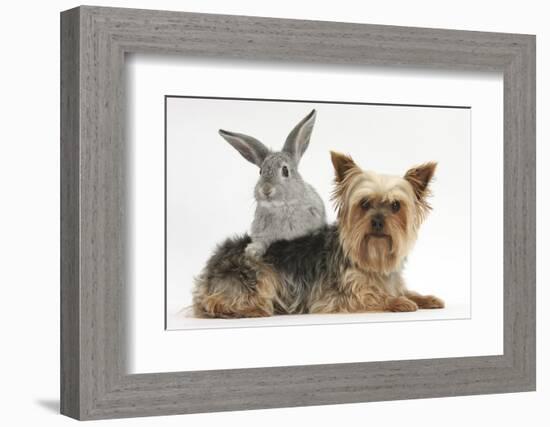 Yorkshire Terrier and Young Silver Rabbit-Mark Taylor-Framed Photographic Print