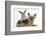 Yorkshire Terrier and Young Silver Rabbit-Mark Taylor-Framed Photographic Print